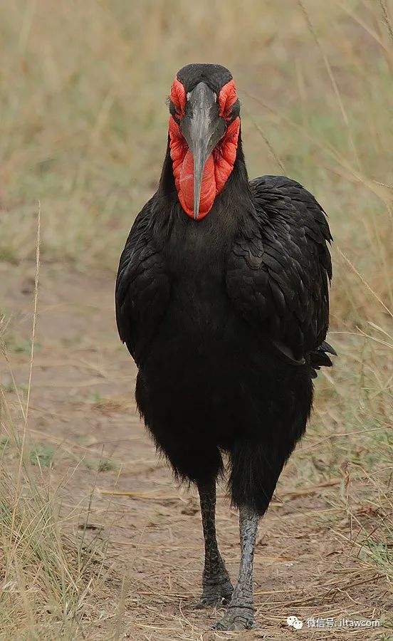 开云体育入口-纳米比亚大胜莱索托，稳固小组前列